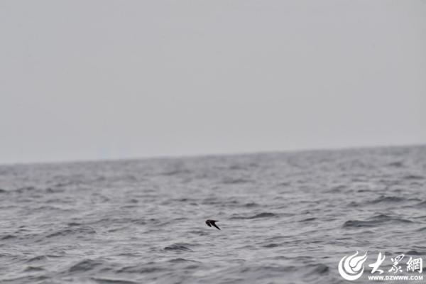 大牛证券 东营市发现鸟类新记录种—黑叉尾海燕