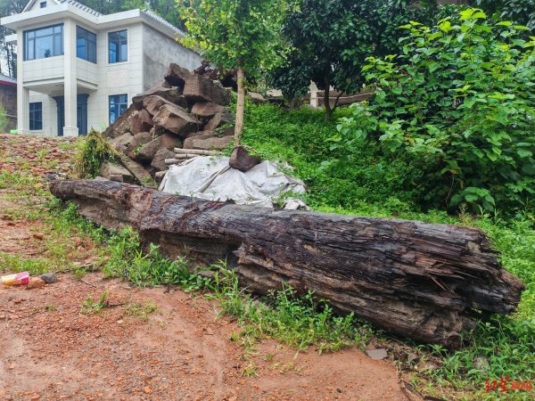 瑶鸿配资 村庄挖出疑似乌木调查: 村民被告知整治撂荒地, 疑似乌木被挖出后运走